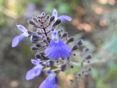 Salvia thyrsiflora