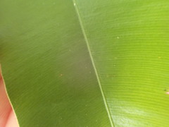 Calophyllum brasiliense