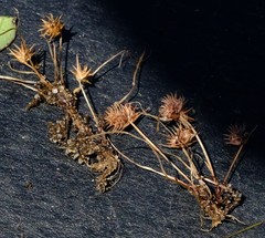 Isolepis hystrix