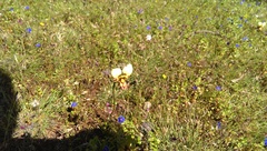 Diuris picta
