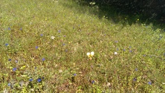 Diuris picta