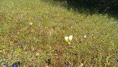 Diuris picta
