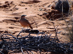 Certhilauda subcoronata