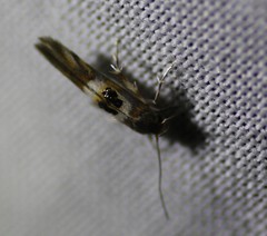 Hieromantis ephodophora