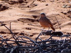 Certhilauda subcoronata