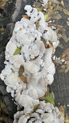 Schizophyllum commune