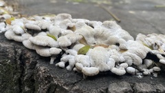 Schizophyllum commune