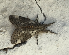 Salvatgea xanthosoma