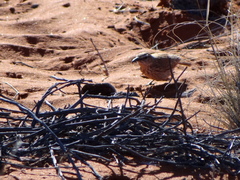 Certhilauda subcoronata