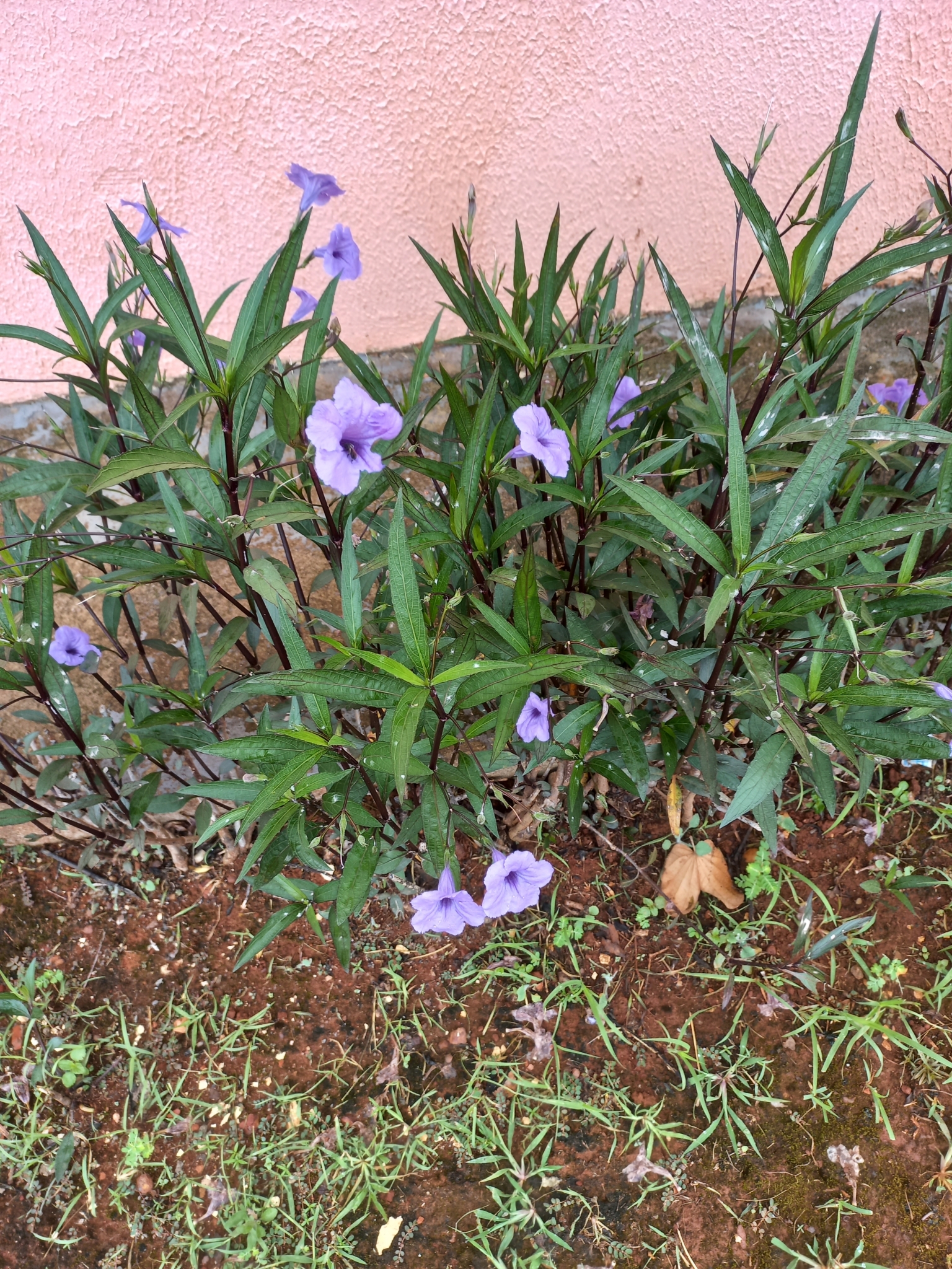Ruellia simplex