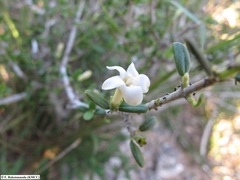 Tarenna
