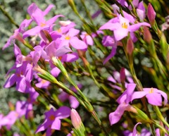 Lachnaea uniflora