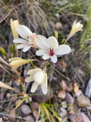 Tritonia flabellifolia