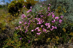 Lachnaea uniflora