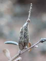 Neolasioptera willistoni