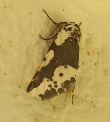 Rhodophthitus commaculata