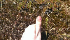 Prasophyllum gracile