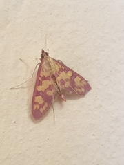 Stenochora lancinalis