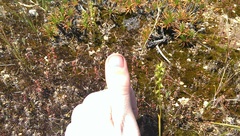 Prasophyllum gracile