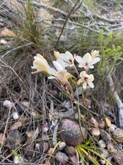 Tritonia flabellifolia
