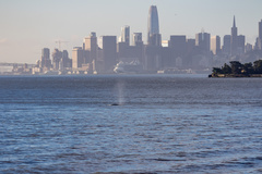 Eschrichtius robustus