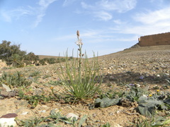 Asphodelus tenuifolius
