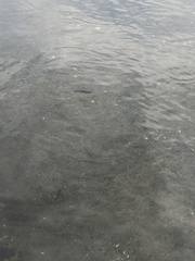 Xiphophorus hellerii