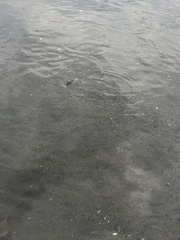 Xiphophorus hellerii