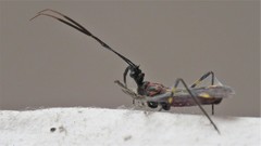 Graptocleptes bicolor