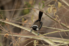 Formicivora melanogaster