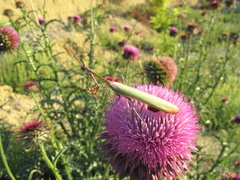 Empusa