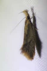 Lepidoptera