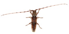 Stenidea verticalis