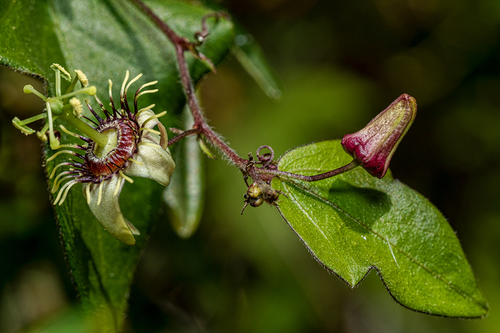 Passiflora suberosa
