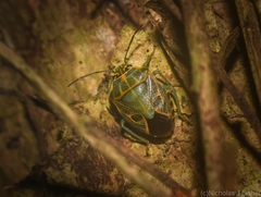 Antestiopsis cederwaldi