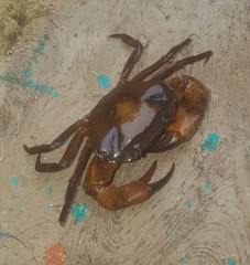 Parathelphusa convexa