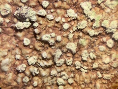 Porpidia degelii