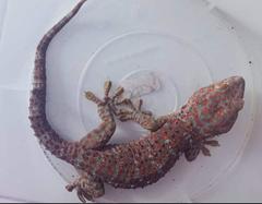 Gekko gecko