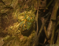 Antestiopsis cederwaldi