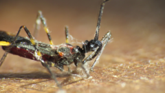 Graptocleptes bicolor