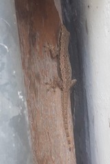 Hemidactylus platyurus