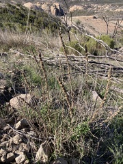 Sairocarpus multiflorus