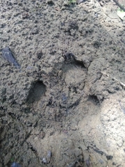Tapirus terrestris