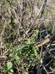 Sairocarpus multiflorus