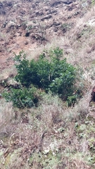 Laurus novocanariensis