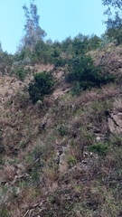 Laurus novocanariensis