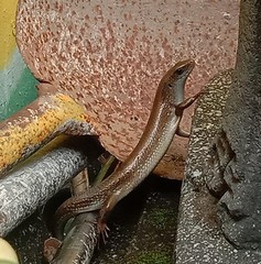 Eutropis multifasciata