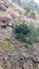 Laurus novocanariensis