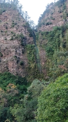 Laurus novocanariensis