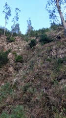 Laurus novocanariensis